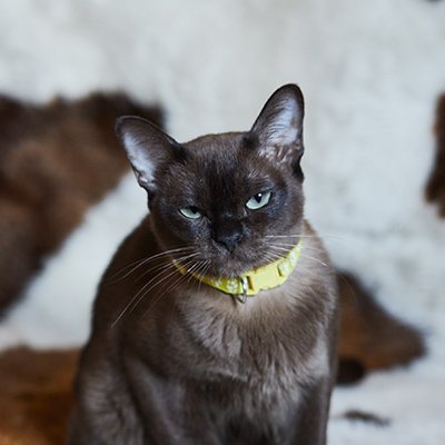 MG 0854, Burmese Cats | Via Emilia Cattery