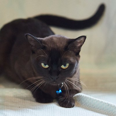 MG 1045, Burmese Cattery Via Emilia