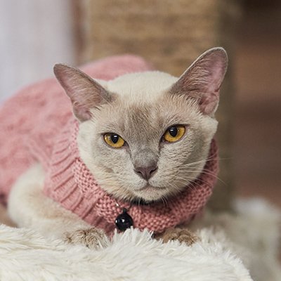 MG 1113, Burmese Cattery Via Emilia