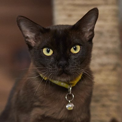 MG 1129, Burmese Cats | Via Emilia Cattery