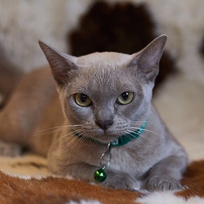 MG 1263, Burmese Cats | Via Emilia Cattery