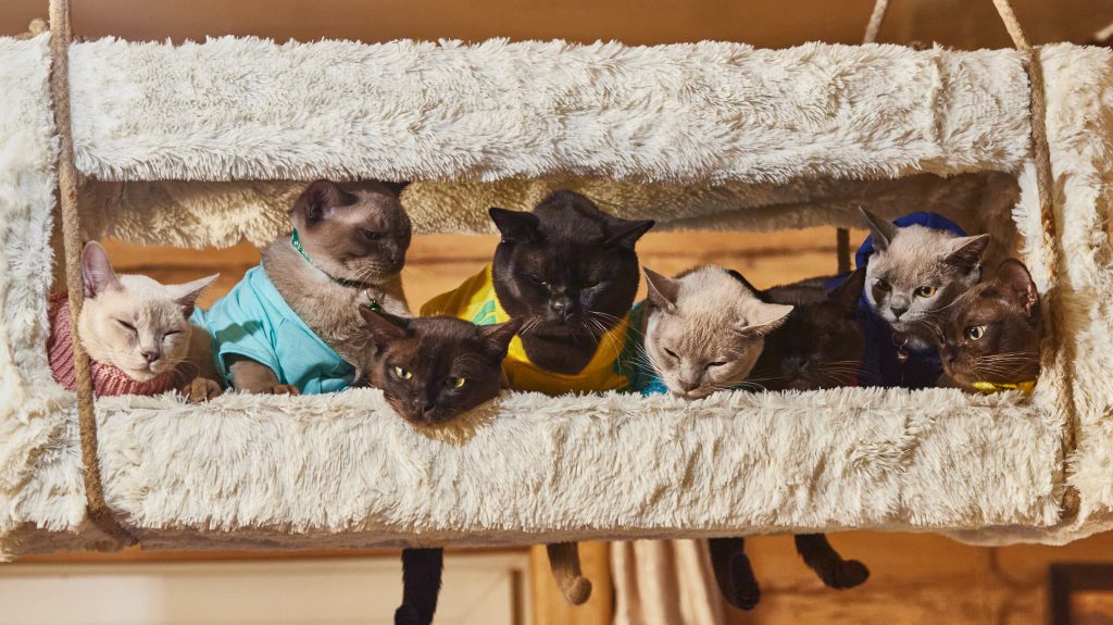 Mg 1480 1, Burmese Cats | Via Emilia Cattery