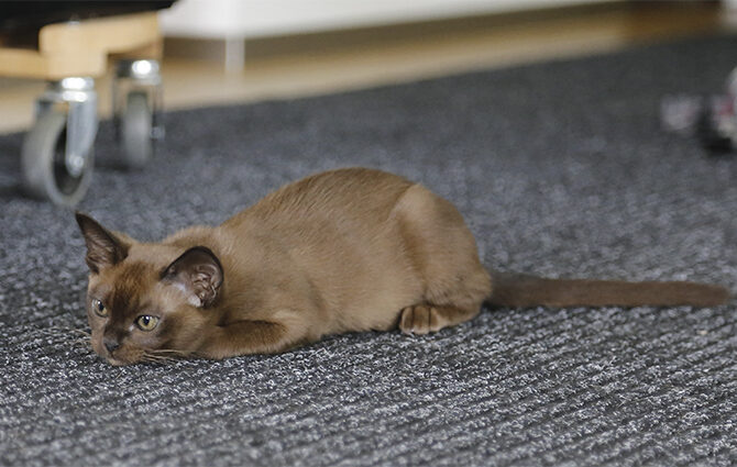 Kotyata Burma, Burmese Cats | Via Emilia Cattery