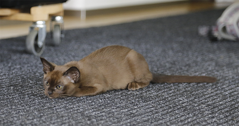 Kotyata Burma, Burmese Cats | Via Emilia Cattery