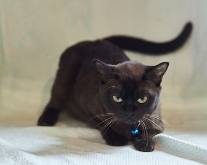 Mg 1045 Result 1, Burmese Cats | Via Emilia Cattery