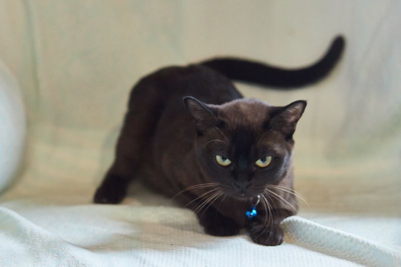 Mg 1045 Result 1, Burmese Cats | Via Emilia Cattery