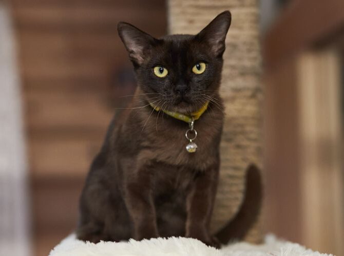 Mg 1129 Result, Burmese Cats | Via Emilia Cattery