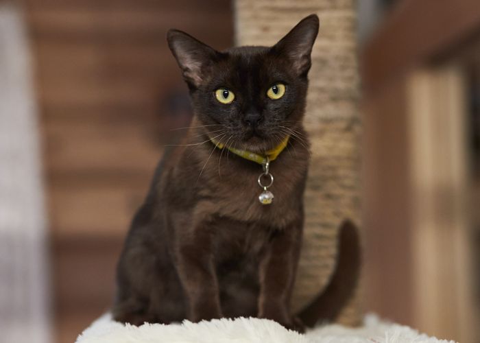 Mg 1129 Result, Burmese Cattery Via Emilia