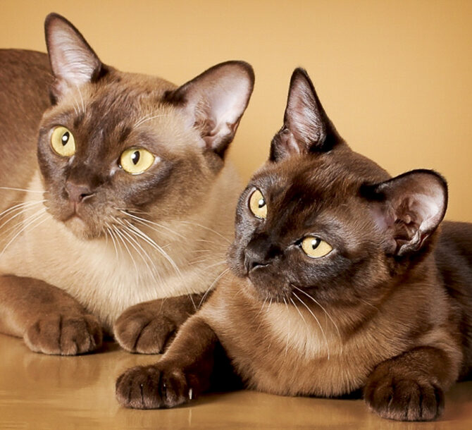 156 Kopiya, Burmese Cats | Via Emilia Cattery