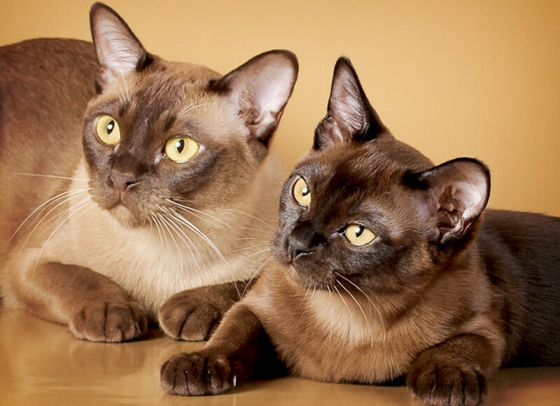 156 Kopiya, Burmese Cats | Via Emilia Cattery