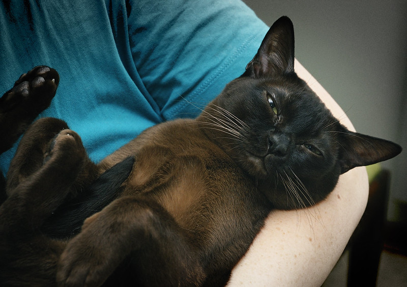 623af1174a710, Burmese Cats | Via Emilia Cattery