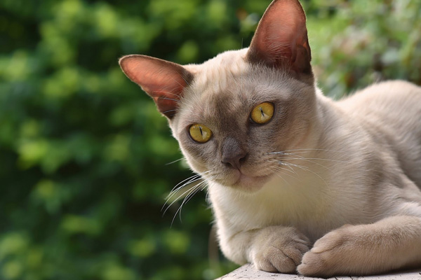 Burman Cat Shampan, Burmese Cats | Via Emilia Cattery