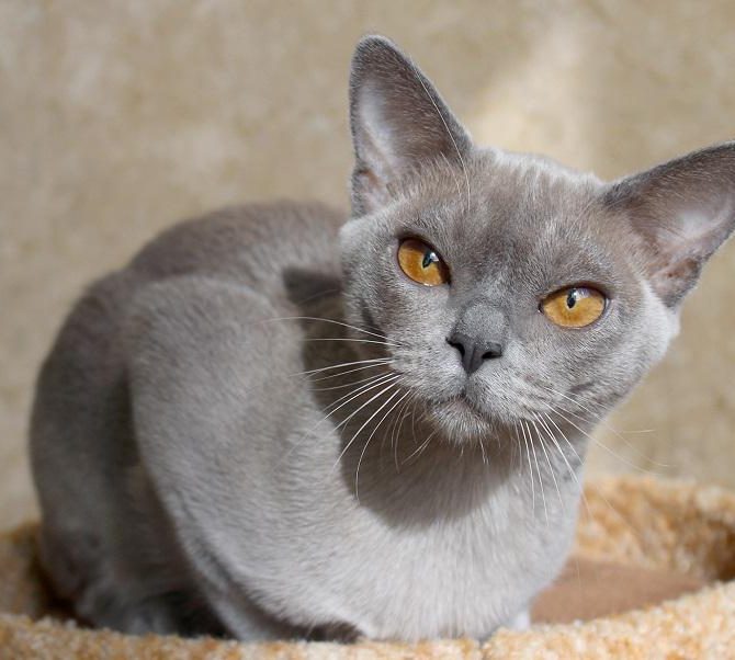 Burmanskaya 06, Burmese Cats | Via Emilia Cattery