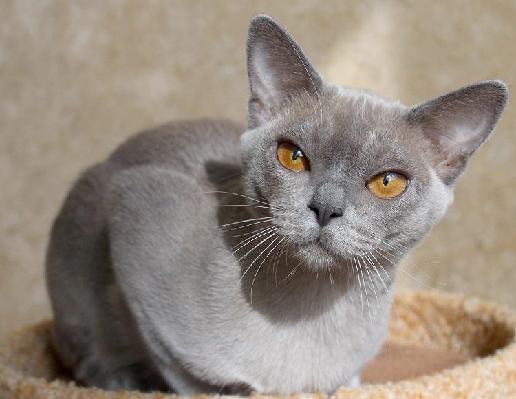 Burmanskaya 06, Burmese Cattery Via Emilia