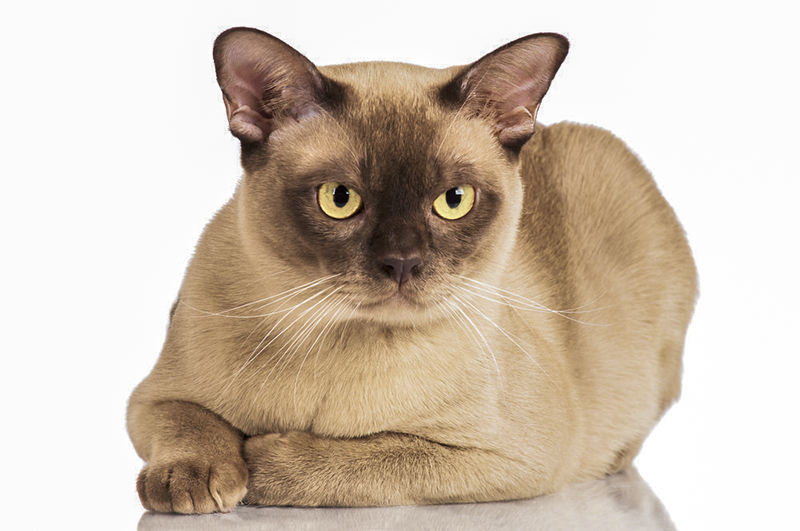 Burmanskaya3 1, Burmese Cats | Via Emilia Cattery