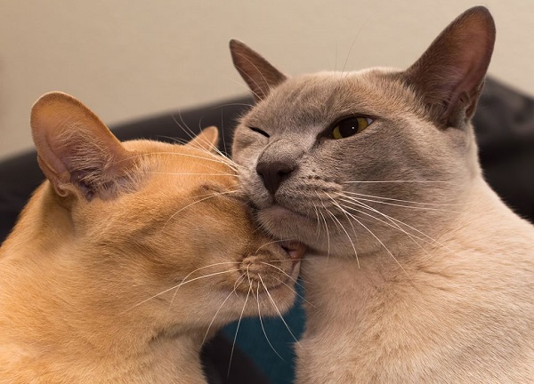 Burmanskie Koshki, Burmese Cattery Via Emilia