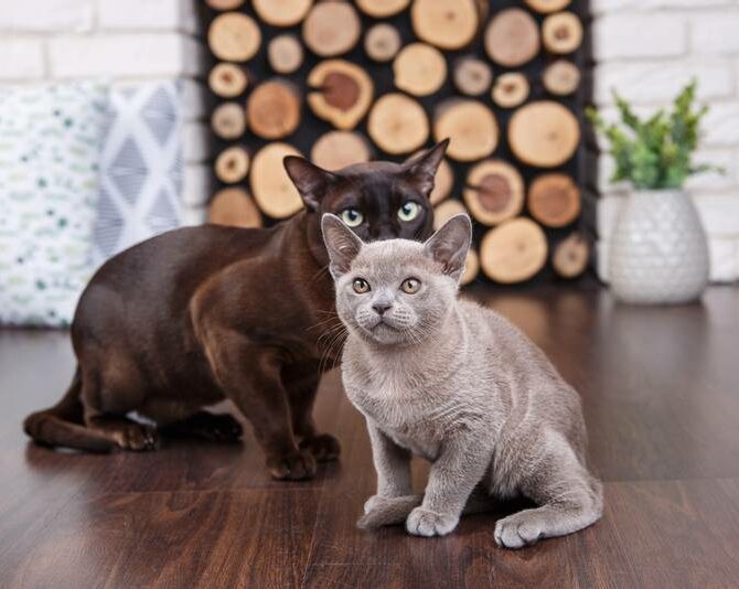 Burmese Cat 5, Burmese Cats | Via Emilia Cattery