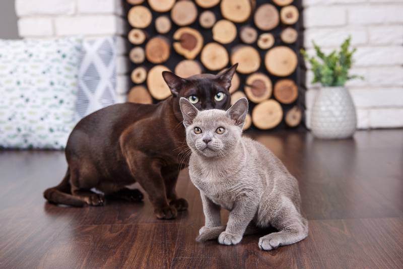 Burmese Cat 5, Burmese Cats | Via Emilia Cattery