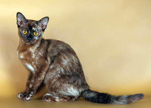 Cherepaxovyj Okras Burmy, Burmese Cattery Via Emilia