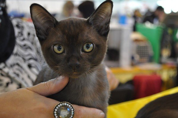 Kotyata Burmy 6 21112332 600x398 1, Burmese Cats | Via Emilia Cattery