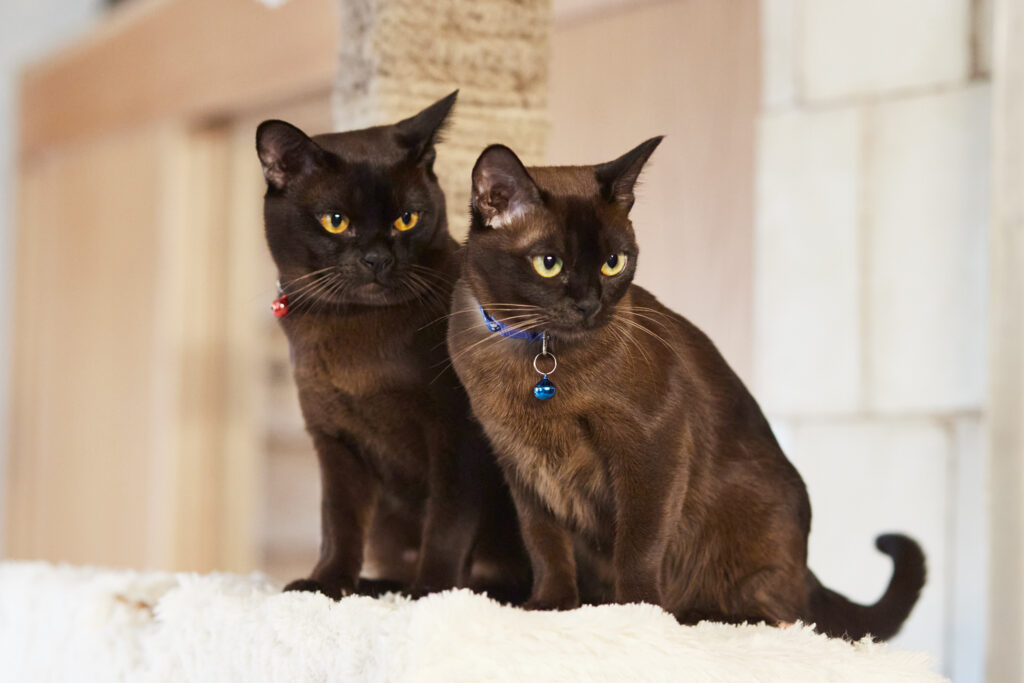 Mg 0711 1, Burmese Cats | Via Emilia Cattery