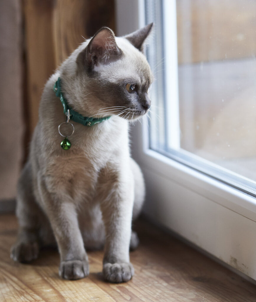 Mg 0929 E1673867049410, Burmese Cats | Via Emilia Cattery