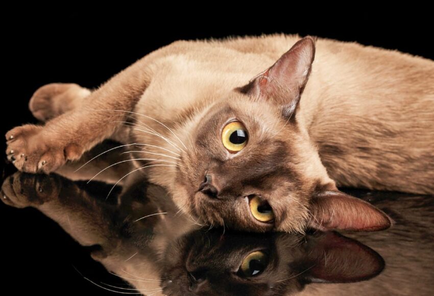 Stock Photo Closeup Lazy Burmese Cat Lying And Looking In Camera On Isolated Black Background With Reflection 562886554, Burmese Cattery Via Emilia