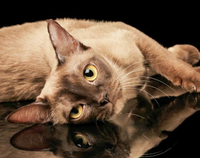 Stock Photo Closeup Lazy Burmese Cat Lying And Looking In Camera On Isolated Black Background With Reflection 562886554 E1673870046735, Burmese Cattery Via Emilia