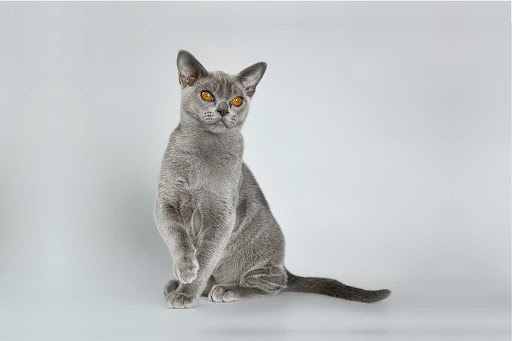 Unnamed 3, Burmese Cattery Via Emilia