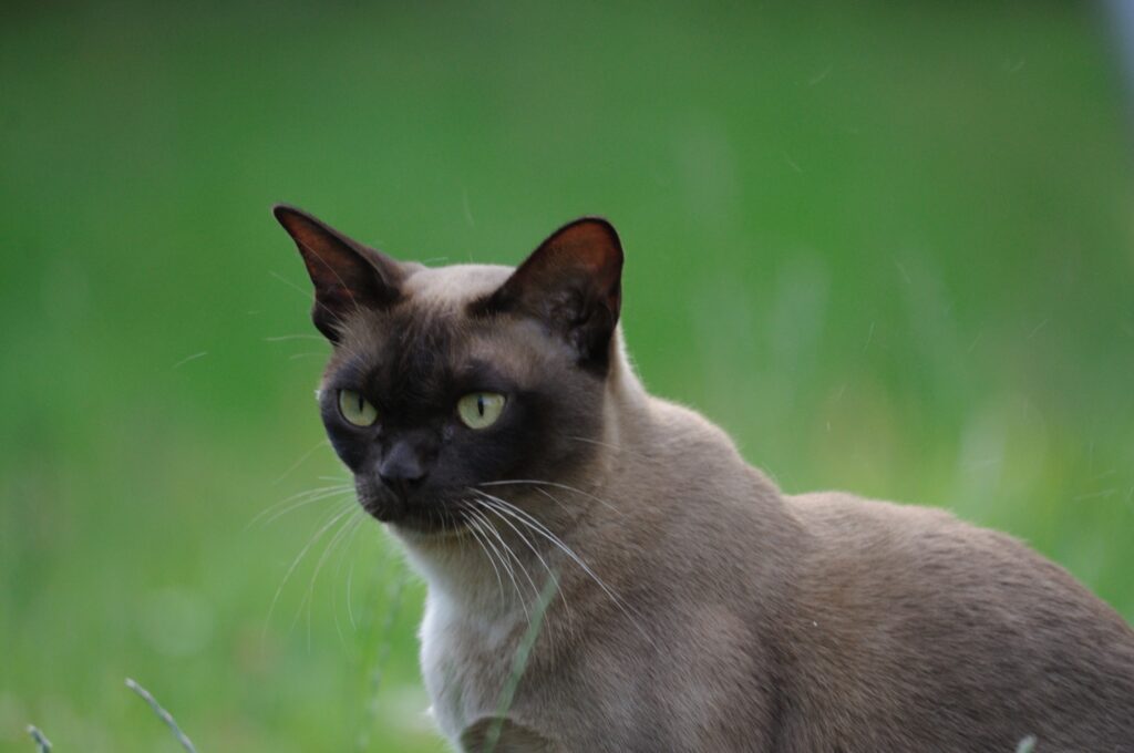 14785788520 6837d22b64 O, Burmese Cats | Via Emilia Cattery