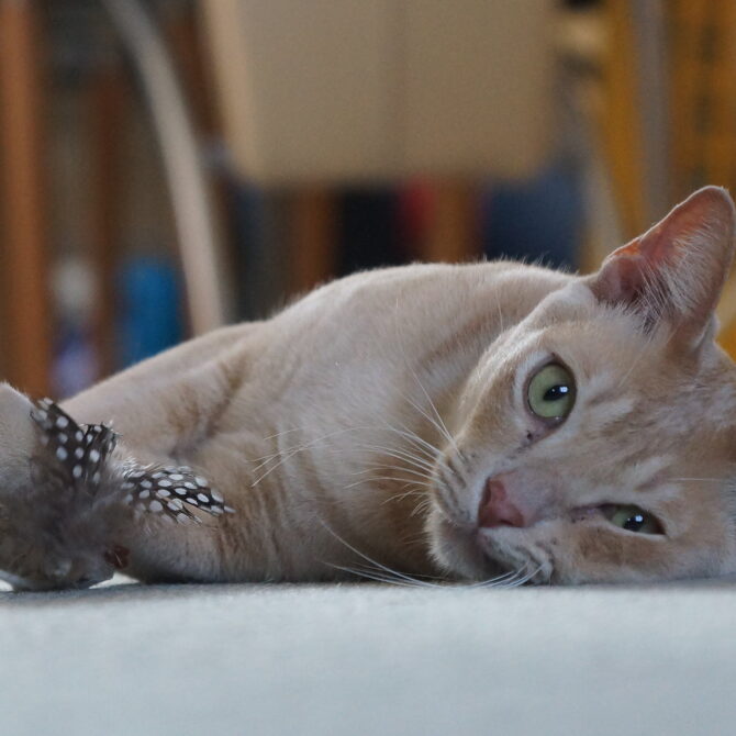 9263814528 D7e09cfa07 K, Burmese Cats | Via Emilia Cattery