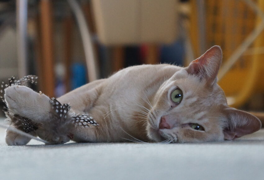 9263814528 D7e09cfa07 K, Burmese Cats | Via Emilia Cattery