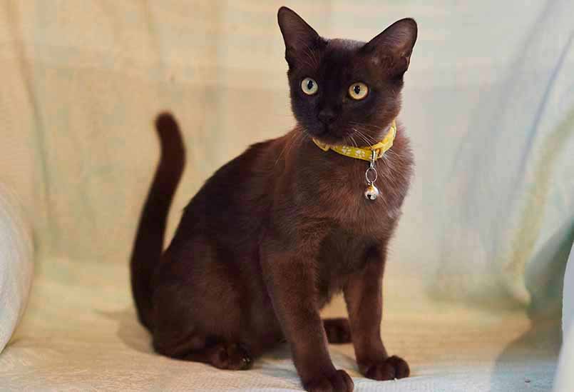 Burma Amur Okrasa Sobol 1, Burmese Cats | Via Emilia Cattery