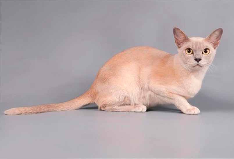 Burma Bejevogo Okrasa 1, Burmese Cats | Via Emilia Cattery