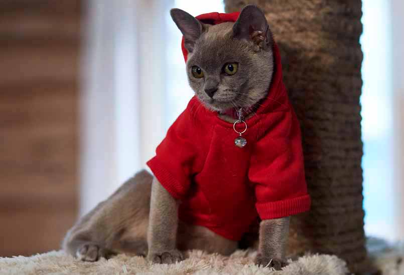 Burma Golubogo Okrasa 1, Burmese Cats | Via Emilia Cattery