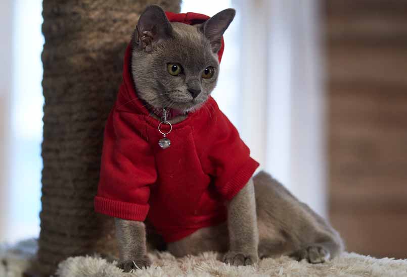 Burma Golubogo Okrasa 2, Burmese Cats | Via Emilia Cattery