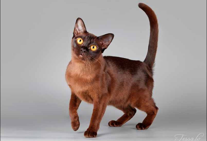 Burma Krasnogo Okrasa 2, Burmese Cats | Via Emilia Cattery