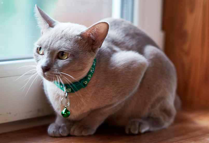 Burma Lilovogo Okrasa 2, Burmese Cats | Via Emilia Cattery