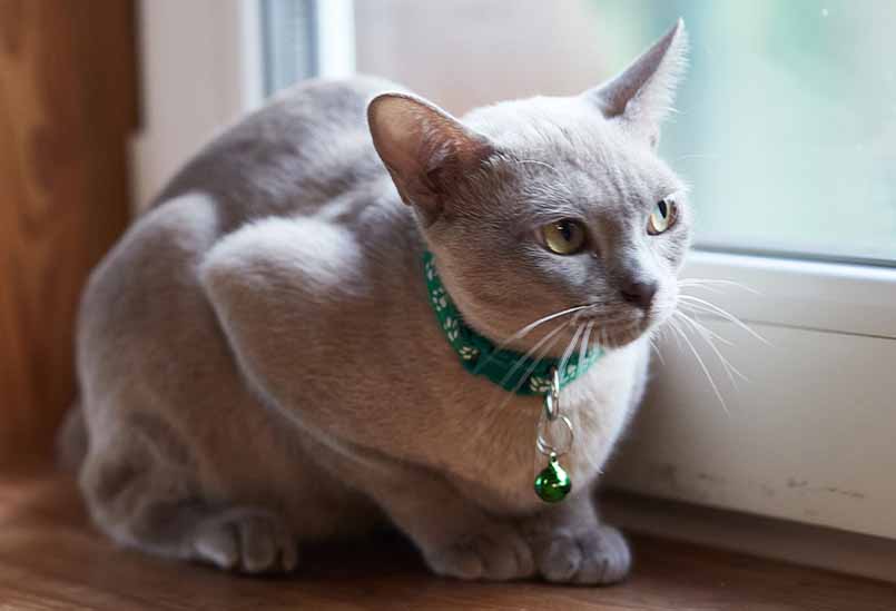 Burma Lilovogo Okrasa 3, Burmese Cats | Via Emilia Cattery