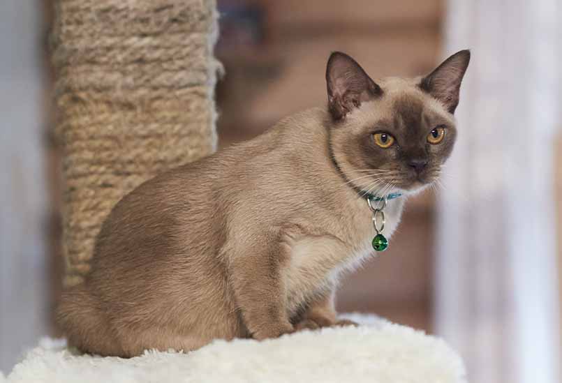 Burma Okrasa Shampan 1, Burmese Cats | Via Emilia Cattery