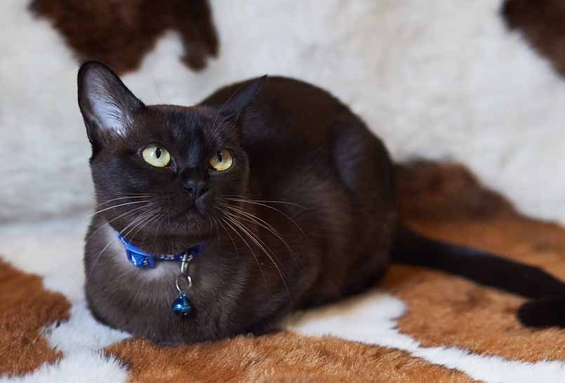 Burma Okrasa Sobol 1, Burmese Cats | Via Emilia Cattery