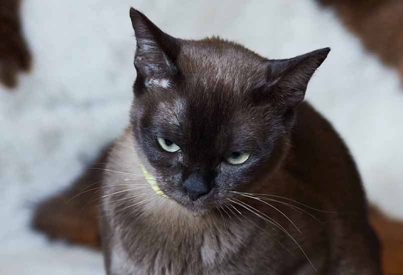 Burma Sobol 1, Burmese Cattery Via Emilia