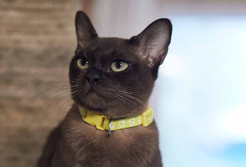 Burma Sobolinyj Okras 1, Burmese Cattery Via Emilia