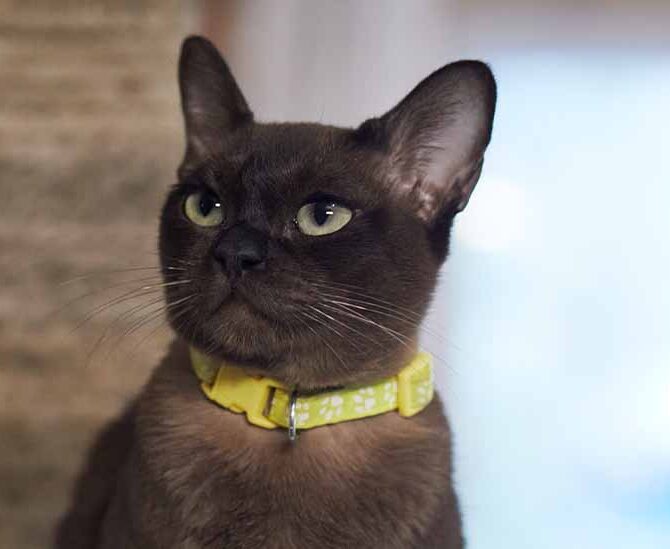 Burma Sobolinyj Okras, Burmese Cattery Via Emilia