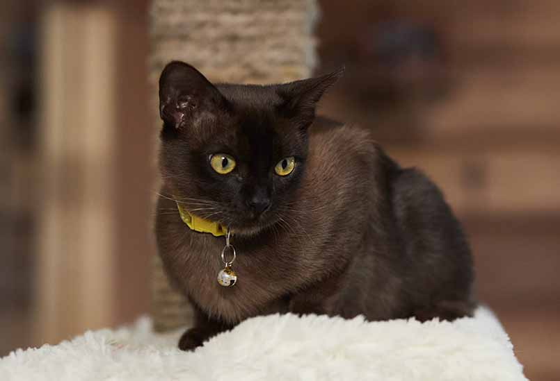 Burmanskaya Koshka Amur Okrasa Sobol 1, Burmese Cats | Via Emilia Cattery