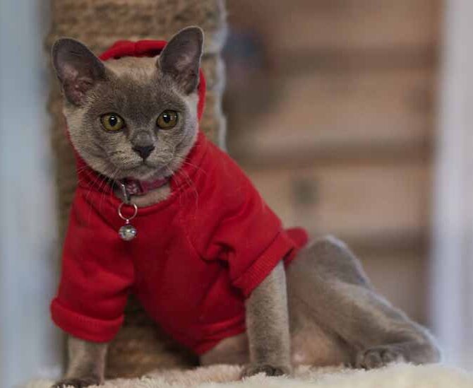 Burmanskaya Koshka Golubogo Okrasa, Burmese Cattery Via Emilia