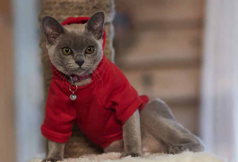 Burmanskaya Koshka Golubogo Okrasa, Burmese Cattery Via Emilia