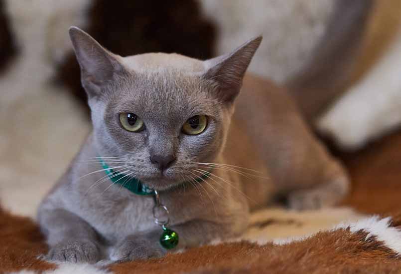 Burmanskaya Koshka Lilovogo Okrasa, Burmese Cattery Via Emilia