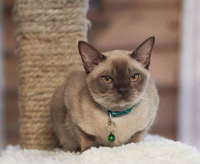 Burmanskaya Koshka Okrasa Shampan 1, Burmese Cats | Via Emilia Cattery