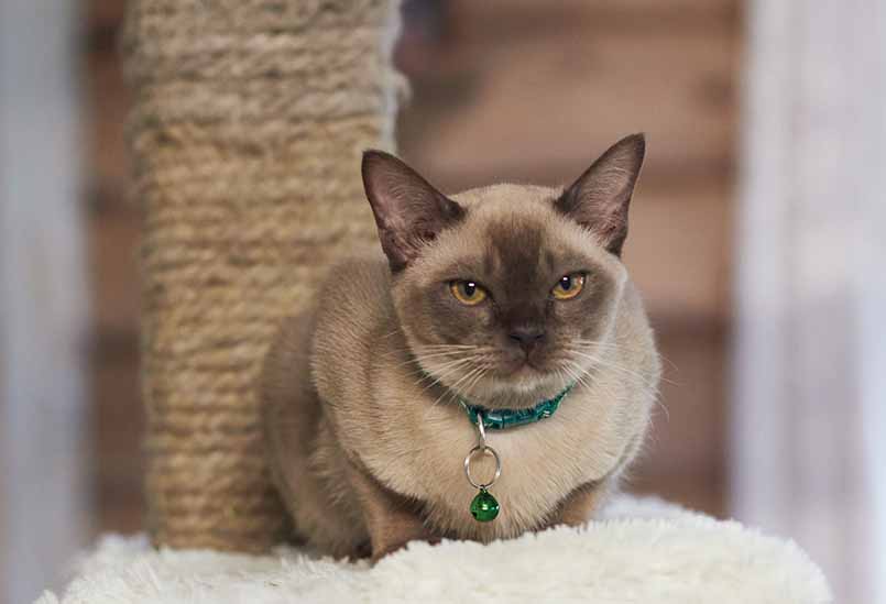 Burmanskaya Koshka Okrasa Shampan 1, Burmese Cattery Via Emilia